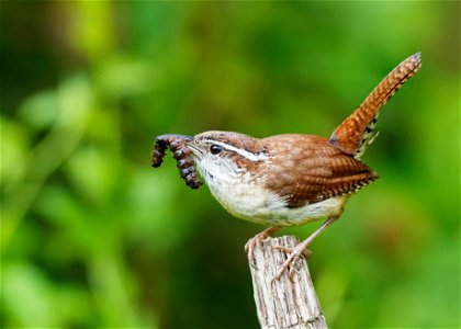 NPS | N. Lewis

A pair of Carolina wrens built a nest above my office door. During the day I'd see the male posing with a "fresh catch." He'd perch, look around for other birds (unknowingly provi