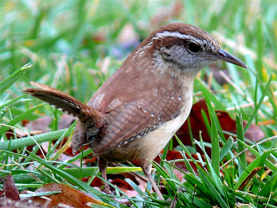 A Carolina Wren (Thryothorus ludovicianus) searching for food in the tall grass.Photo taken with a Panasonic Lumix DMC-FZ50 in Caldwell County, North Carolina, USA.