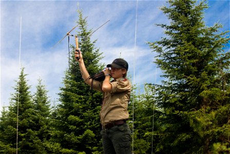 During Friday's den visit, a wildlife biologist locates a collared lynx from the bed of a truck.


Credit: James Weliver / USFWS