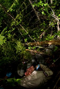 Located on the edge of a steep incline, this lynx den was difficult to locate and operate around. Credit: James Weliver / USFWS photo