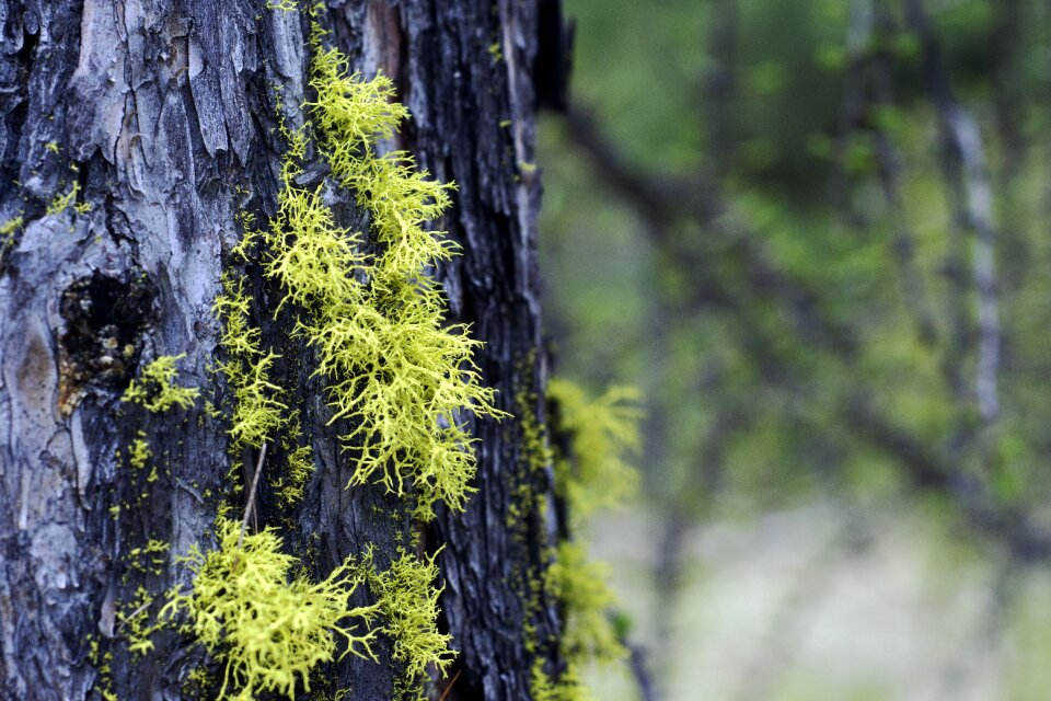 Forest wood landscape