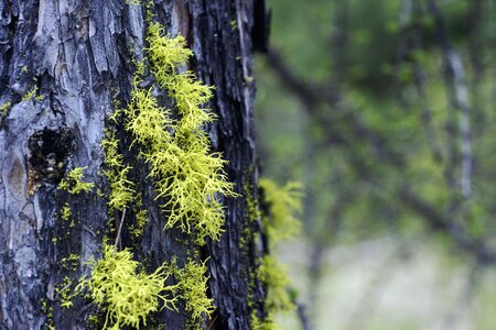 Forest wood landscape