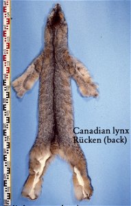 Canadian lynx (Lynx canadensis), backside. Fur skin collection, Bundes-Pelzfachschule, Frankfurt/Main, Germany photo