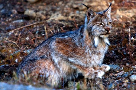 Lynx canadensis photo