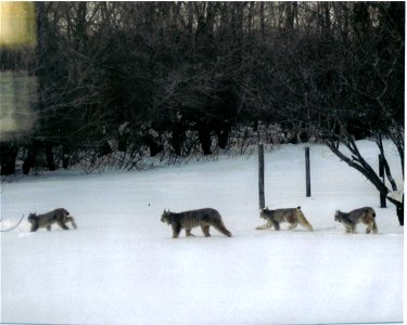 Lynx family photographed at the Nykiforuk farm near Dauphin, Manitoba