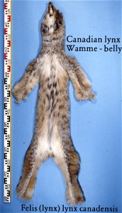 Canadian lynx fur skin (Lynx canadensis), belly. Fur skin collection, Bundes-Pelzfachschule, Frankfurt/Main, Germany photo