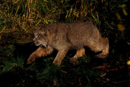 Image title: Lynx stalking prey Image from Public domain images website, http://www.public-domain-image.com/full-image/fauna-animals-public-domain-images-pictures/lynx-cat-public-domain-images-picture photo