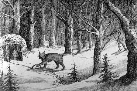 « Manière de prendre le loup-cervier au Labrador », gravure tirée de L'opinion publique, Vol. 2, no. 20, pp. 241 (18 mai 1871)