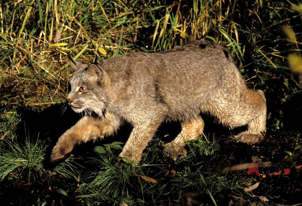 Lynx (Lynx canadensis)