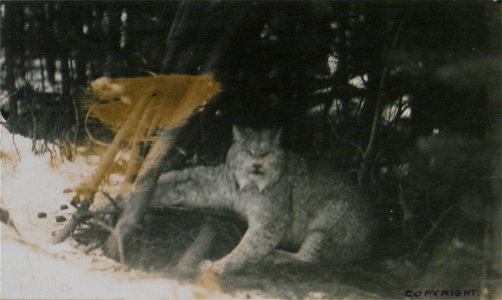 Original caption:  "The captive lynx, Photo A."