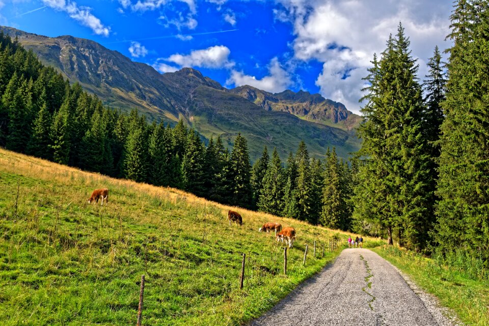 Landscape nature alpine