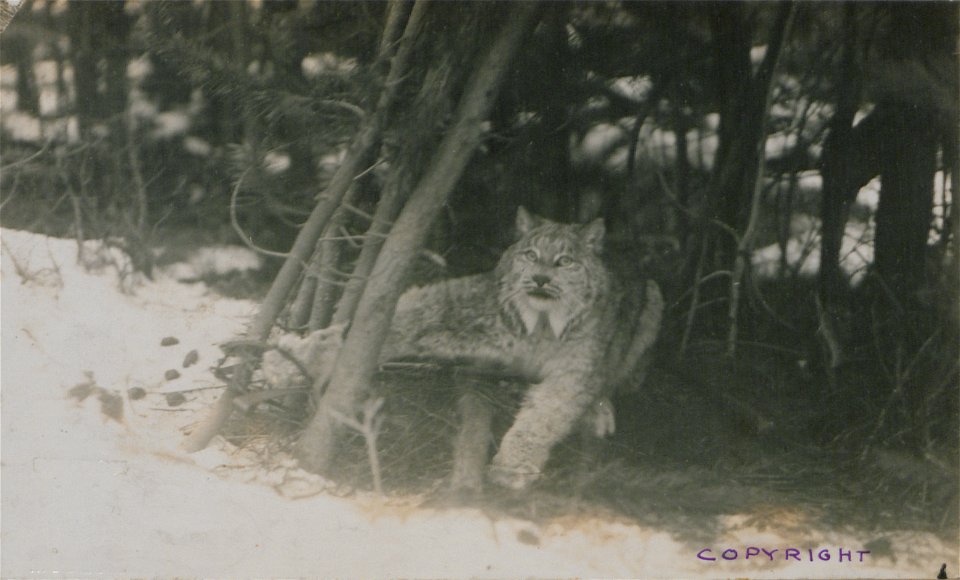 Original caption:  "The captive lynx, Photo B."