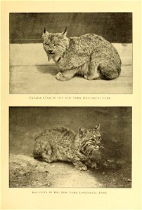 CANADA LYXX IN THE NEW YORK ZOOLOGICAL PARK. 

BAY LYNX IN THE NEW YORK ZOOLOGICAL PARK.