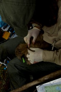 A wildlife biologists tags finds an appropriate location on the back of a lynx kitten for an RFID implant which will allow for future recollection of this lynx's habitat and behavior. Credit: James photo