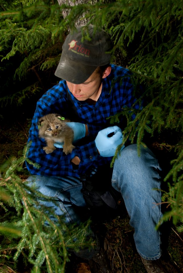 A Canada Lynx kitten awaits its turn to be measured in the arms of a forester who works for the owners of the land.  As part of an effort to better serve their partnership, biologists often invite lan
