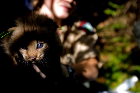 A kitten is posed for a photograph during the first den visit of the week. Credit: James Weliver / USFWS photo