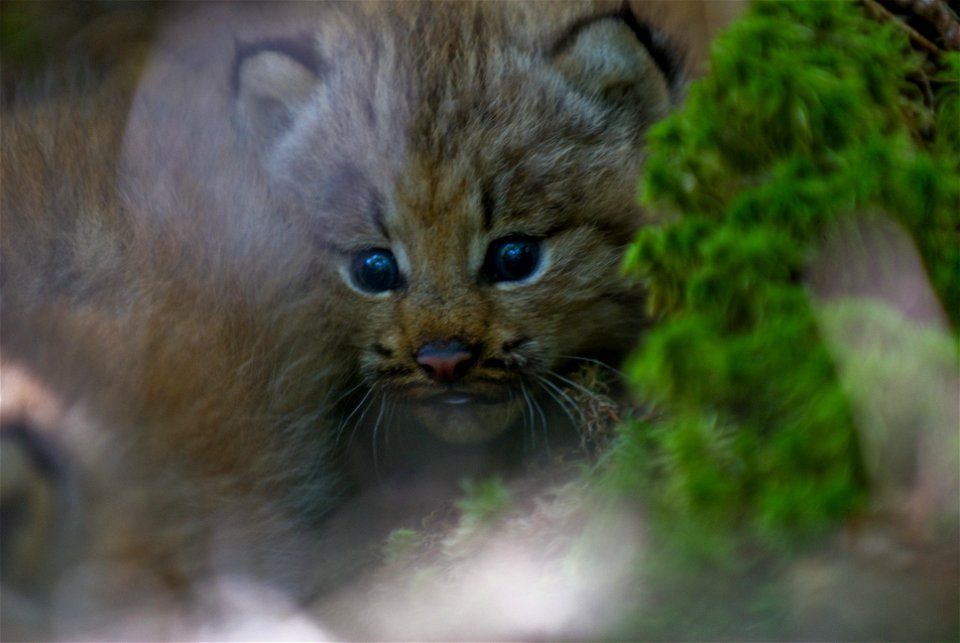 During the first den visit, a litter of two Canada Lynx kittens were discovered in a den covered in thick growth behind the structure of fallen trees.


Credit: James Weliver / USFWS