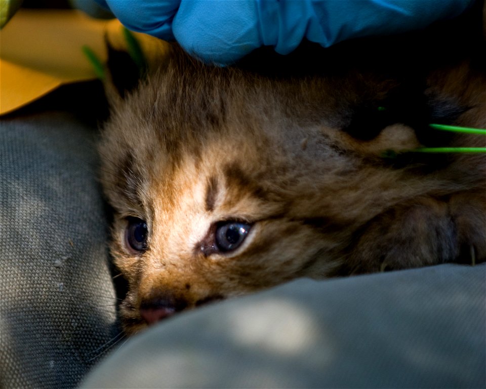 A kitten is registered with ear tags and an RFID implant. 


Credit: James Weliver / USFWS