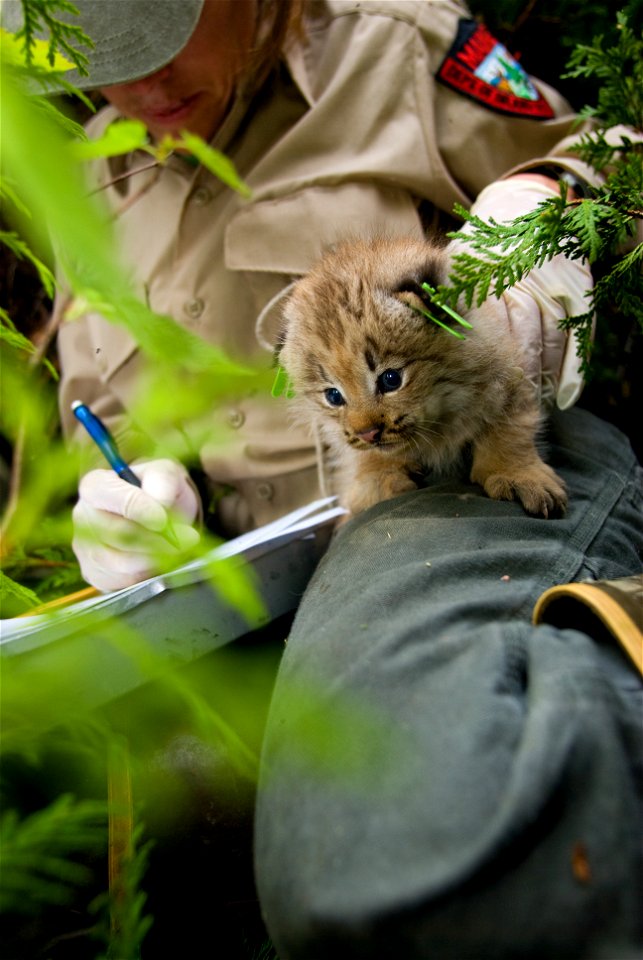 A lynx kitten is held in place while a wildlife biologist documents their measurements. 


Credit: James Weliver / USFWS