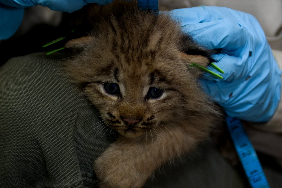 A lynx kitten is measured by a wildlife biologist.


Credit: James Weliver / USFWS