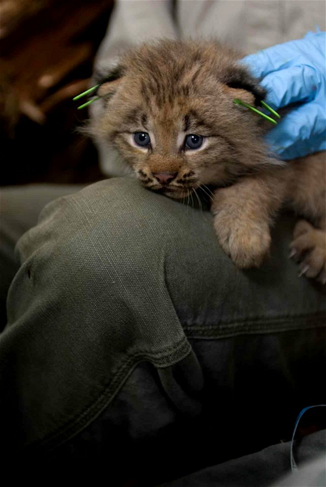 Image title: Canada lynx kitten
Image from Public domain images website, http://www.public-domain-image.com/full-image/fauna-animals-public-domain-images-pictures/lynx-cat-public-domain-images-picture