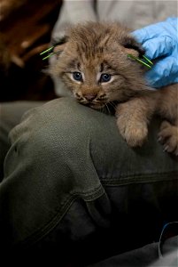 Image title: Canada lynx kitten Image from Public domain images website, http://www.public-domain-image.com/full-image/fauna-animals-public-domain-images-pictures/lynx-cat-public-domain-images-picture photo