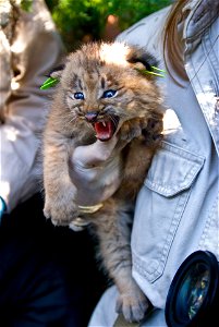While their looks and behavior can be reminiscent of a domesticated cat (Felis Catus), they are very much a wild species, as demonstrated by this kitten's reaction. Credit: James Weliver / USFWS photo