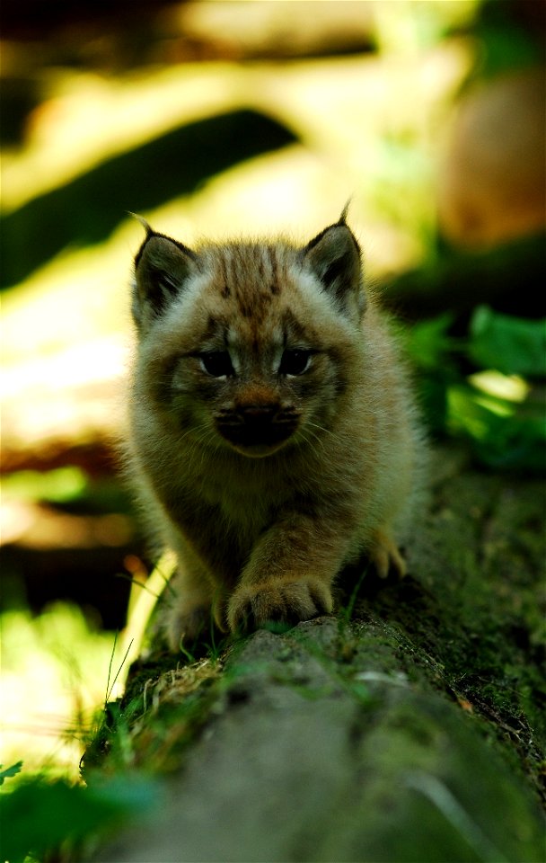 Mládě rysa kanadského narozené dne 15. května 2008 v ostravské zoo.
