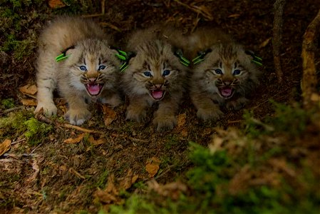 Image title: Three eartagged canada lynx kittens lynx canadesis Image from Public domain images website, http://www.public-domain-image.com/full-image/fauna-animals-public-domain-images-pictures/lynx- photo