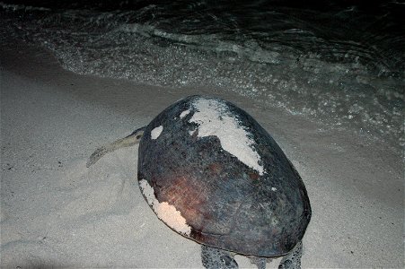Turtle in Borneo