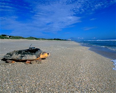 Female Loggerhead Sea Turtle, Archie Carr NWR, Florida