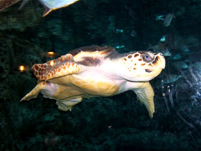 Une magnifique tortue nageant paisiblement dans un des bassins du "Georgia Aquarium" d'Atanta.