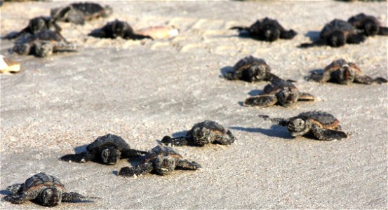 Baby loggerhead turtles make their way into the water shortly after their birth Sept. 1, 2011, aboard Marine Corps Base Camp Lejeune. Loggerhead turtles are considered an endangered species and are pr