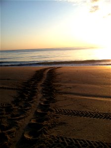 Entrance tracks of a Loggerhead Sea Turtle (Caretta caretta)
Credit: Keenan Adams, USFWS

www.fws.gov/pelicanisland/