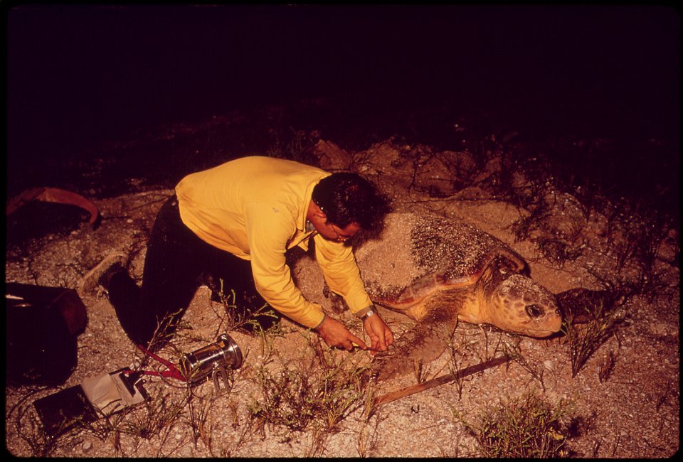 JIM WALTERS, NATURALIST FOR EVERGLADES NATIONAL PARK STUDIES NESTING HABITS OF LOGGERHEAD TURTLES