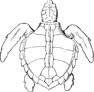 Logger-head Turtle from The turtles, snakes, frogs and other reptiles and amphibians of New England and the north photo