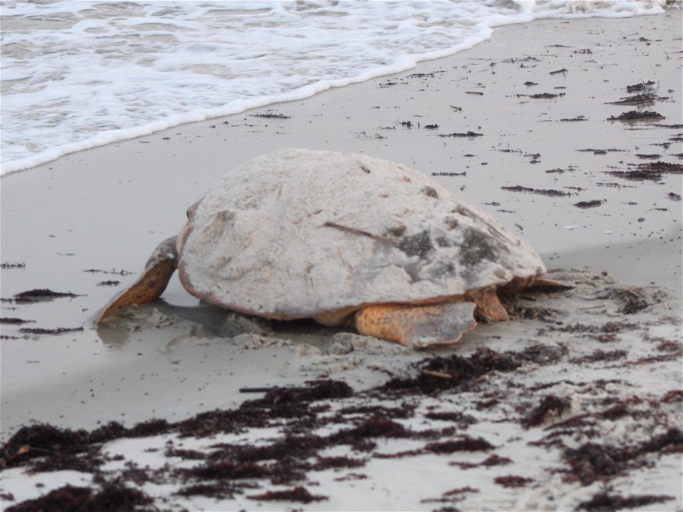 July 17, 2012 - Blackbeard Island, GA
She's crawled. She's dug. She's laid. She's covered. Now she returns to the warm Atlantic waters to breed again so she can lay more nests. A Loggerhead typically 