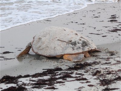 July 17, 2012 - Blackbeard Island, GA
She's crawled. She's dug. She's laid. She's covered. Now she returns to the warm Atlantic waters to breed again so she can lay more nests. A Loggerhead typically 