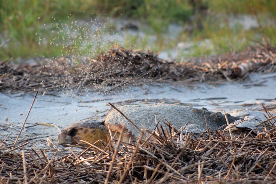 July 17, 2012 - Blackbeard Island, GA
See how well Loggerheads camouflage with the wrack line on the beach? This mama just finished laying her nest and is now covering it from predators such as wild h