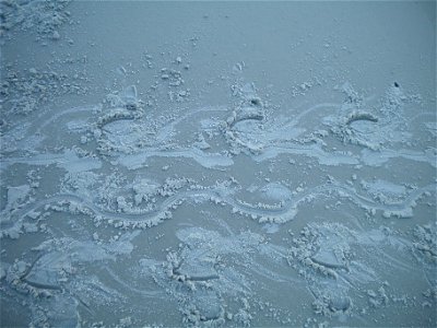 July 17, 2012 - Blackbeard Island, GA
Loggerhead sea turtle tracks on the beach. You can tell the direction the turtle is traveling by which way the head of the triangle is pointing. If the tip is poi