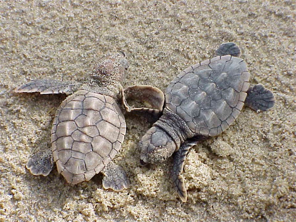 Image title: Loggerhead sea turtle hatchlings caretta caretta
Image from Public domain images website, http://www.public-domain-image.com/full-image/fauna-animals-public-domain-images-pictures/reptile