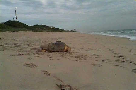 Image title: Loggerhead sea turtle with satellite transmitter Image from Public domain images website, http://www.public-domain-image.com/full-image/fauna-animals-public-domain-images-pictures/reptile photo