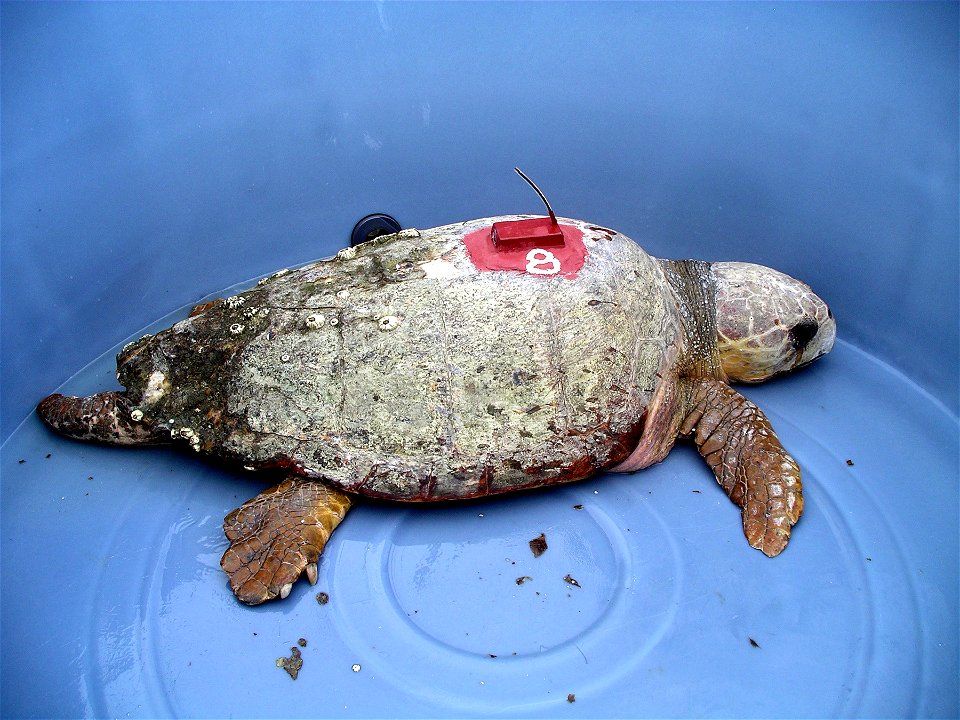 Adult male loggerhead turtle fitted with a transmitter for satellite tracking of migratory patterns.
Credit: J. Keller, NIST
See also
www.nist.gov/mml/analytical/turtles-042611.cfm

Any mention of com
