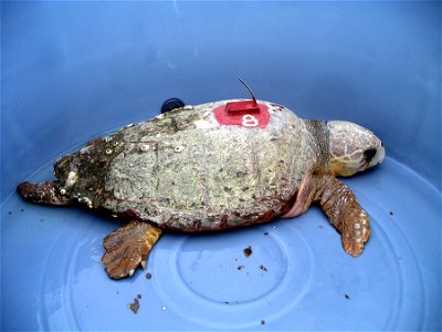 Adult male loggerhead turtle fitted with a transmitter for satellite tracking of migratory patterns.
Credit: J. Keller, NIST
See also
www.nist.gov/mml/analytical/turtles-042611.cfm

Any mention of com