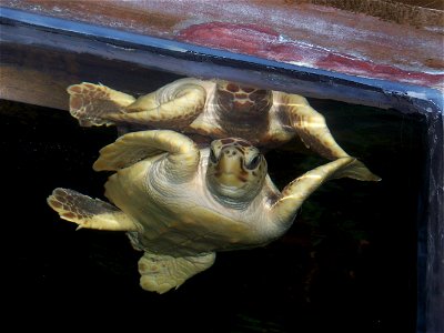 A loggerhead sea turtle in the National Aquarium in Washington DC
