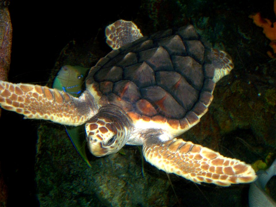 A loggerhead sea turtle in the National Aquarium in Washington DC