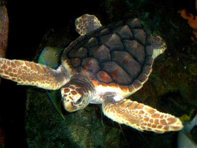 A loggerhead sea turtle in the National Aquarium in Washington DC