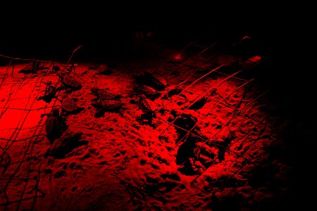 Image title: Loggerhead turtles towards the ocean with the help of a red light
Image from Public domain images website, http://www.public-domain-image.com/full-image/fauna-animals-public-domain-images