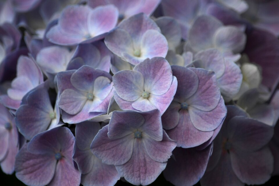 Flora blue summer