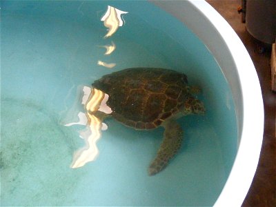 A turtle being cared for at the Marine Science Center in Ponce Inlet, Florida.
(WT-shared) Gamweb 06:00, 6 August 2008 (EDT).